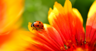 Ladybug Spirit Animal